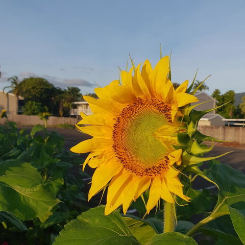 Palm Royale Cairns - Accommodation NT 4