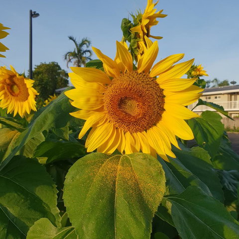 Palm Royale Cairns - Accommodation NT 1