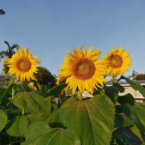 Palm Royale Cairns - Accommodation NT 3