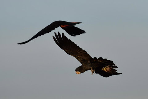 Ironbark House - Accommodation NT 2