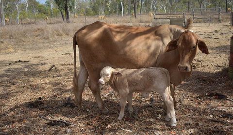 Ironbark House - Accommodation NT 27