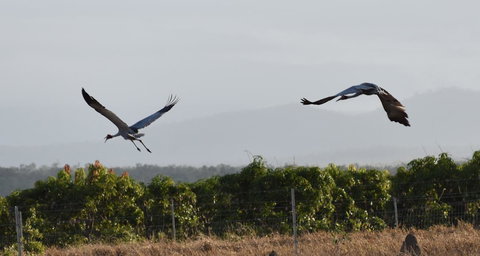 Ironbark House - Accommodation NT 35