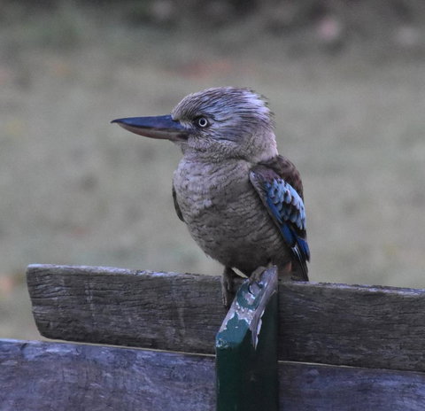 Ironbark House - Accommodation NT 4