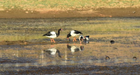 Ironbark House - Accommodation NT 34