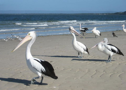 Fairways Golf & Beach Retreat Bribie Island - Accommodation NT 3