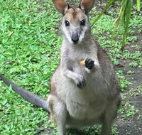 Bluewater Bed  Breakfast Cairns - Accommodation NT