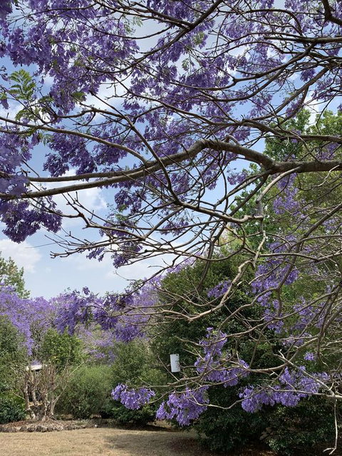 Wyndover Mountain Retreat - Accommodation NT 1