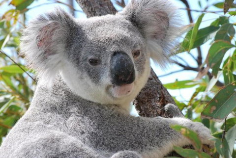 AFFORDABLE ISLAND ESCAPE! Queen Studio, Nelly Bay - Accommodation NT 2