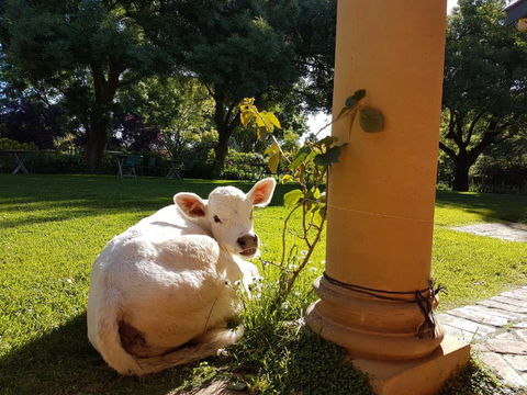 AL RU Farm - Accommodation NT 3