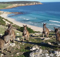 Waves  Wildlife Cottages Kangaroo Island - Accommodation NT