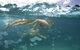 Tangalooma Island Resort - thumb 4