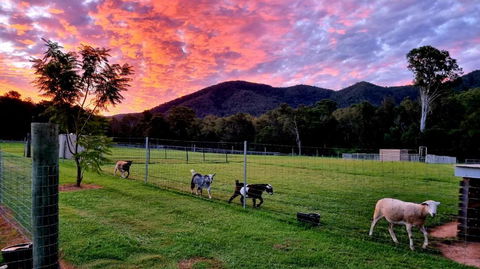 Fig Tree Farm B&B Highvale-Farmstay Near Brisbane! - NT Tourism 4