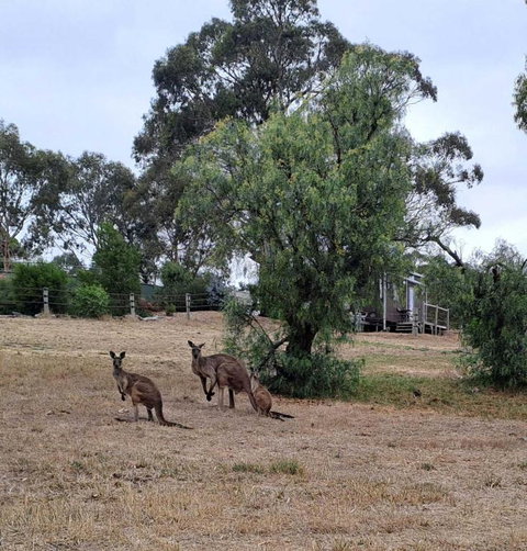 Gums N Roses By Tiny Away - Accommodation NT 4