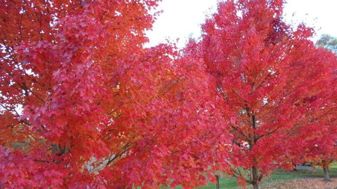 HEALESVILLE GETAWAY - Accommodation NT 0