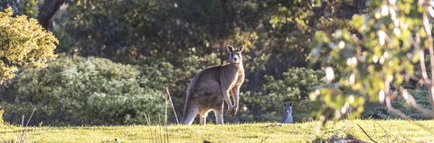 Alkina Lodge - Great Ocean Road - Accommodation NT 3
