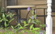 Amalie Cottage Waikerie - thumb 0