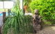 Apurla Hervey Bay - Located At The Point - thumb 0