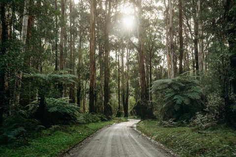 Luxury Treetop Escape With A Garden Glasshouse - Accommodation NT 2