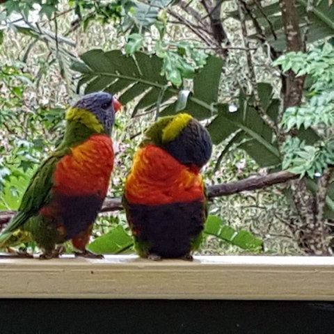 Avoca Beach Cape Cottage - Accommodation NT 3