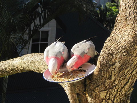 Avoca Breezes - Accommodation NT 2