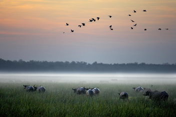 Bamurru Plains with Accommodation NT