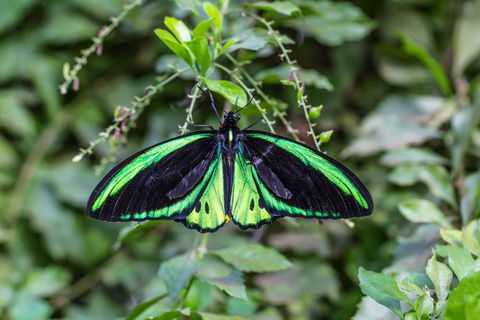 Batchelor Butterfly Farm - Accommodation NT 2