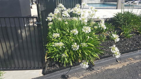 Bathurst Gold Panner - Accommodation NT 1