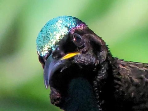 RIflebird Lodge - NT Tourism 0