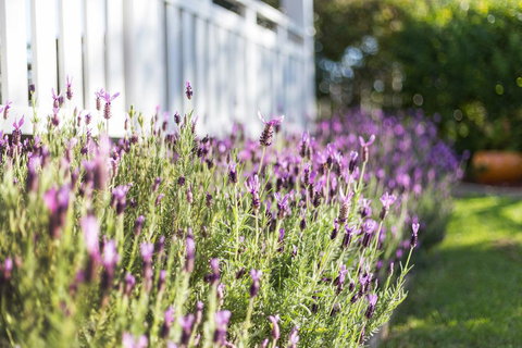 BIRCHES B&B - Accommodation NT 3