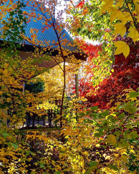 Birches Luxury Spa Chalets - Accommodation NT 3