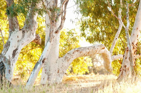 Wooramel River Retreat - NT Tourism 3