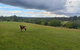 Maison De Lavande Farmstay - thumb 1