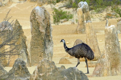 Private, Luxury Pinnacles Tour: Stargazing, Sand-boarding & Sightseeing - Accommodation NT 5