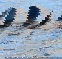 Twilight Sail Bruny Island - Accommodation NT