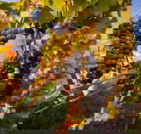 Full Day Tamar Valley Wine Tour - Accommodation NT
