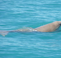 Snubfin Dolphin Eco Cruise from Broome - Accommodation NT