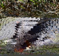 Full Day Tour in the Daintree - Accommodation NT