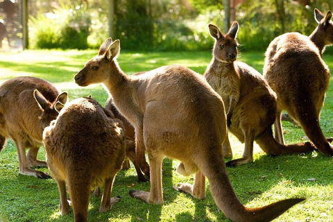 Melbourne City Card (3 Days): Visit Unlimited Attractions! - Accommodation NT 4