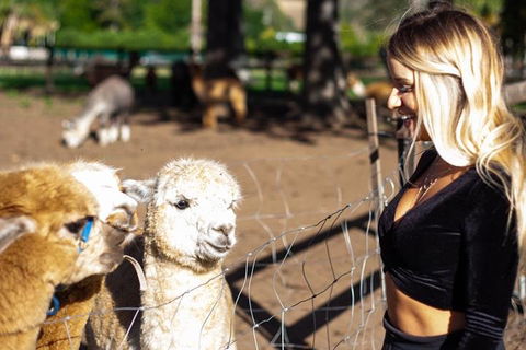 O'Reilly's & Lamington National Park Incl. Alpaca Farm + Vineyard - Accommodation NT 3