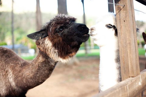 O'Reilly's & Lamington National Park Incl. Alpaca Farm + Vineyard - Accommodation NT 4