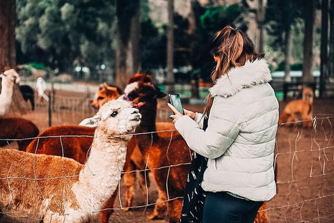 O'Reilly's & Lamington National Park Incl. Alpaca Farm + Vineyard - Accommodation NT 5