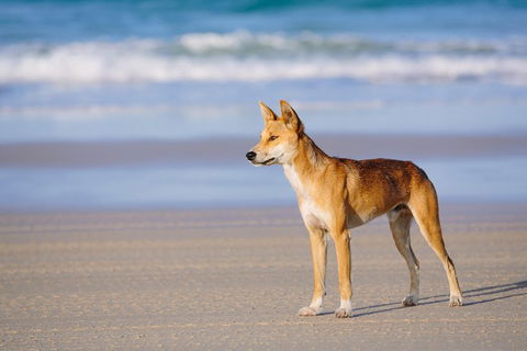 Fraser Island 4WD Tour From Rainbow Beach - Accommodation NT 2