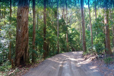 Fraser Island 4WD Tour From Rainbow Beach - Accommodation NT 4