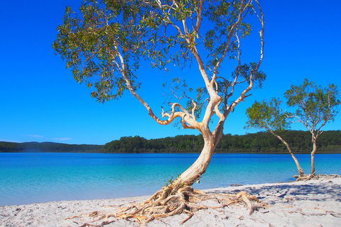 Fraser Island 4WD Tour From Rainbow Beach - Accommodation NT 5