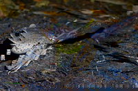 Glow Worms Private Tour - Nocturnal Rainforest Walk, Surfers Paradise