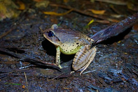 Glow Worms Private Tour - Nocturnal Rainforest Walk - Accommodation NT 0