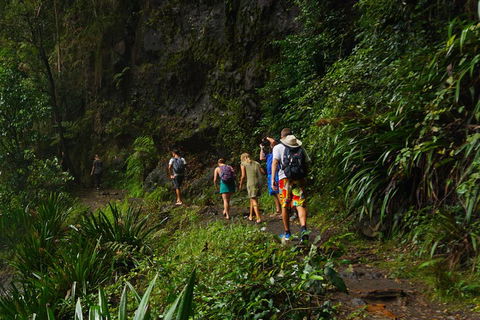 Glow Worms Private Tour - Nocturnal Rainforest Walk - Accommodation NT 1