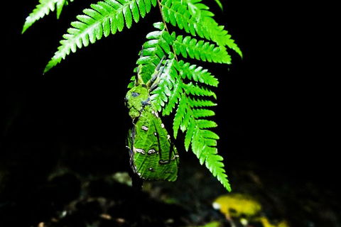 Glow Worms Private Tour - Nocturnal Rainforest Walk - Accommodation NT 2