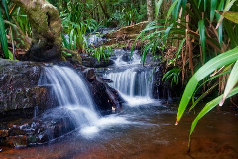 Glow Worms Private Tour - Nocturnal Rainforest Walk - Accommodation NT 5