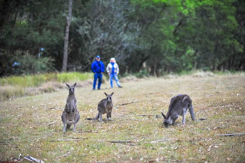 Blue Mountains Private Tour From Sydney - Accommodation NT 2